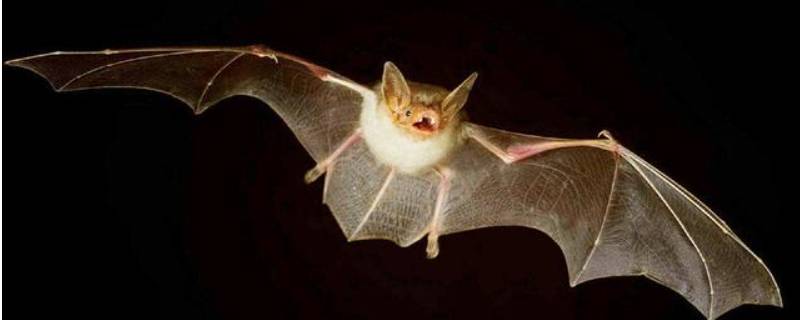 蝙蝠飞进家里怎么办怎么弄出去 蝙蝠飞进家里怎么处理