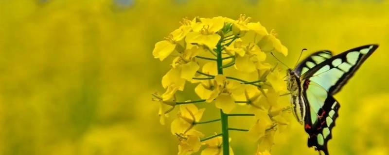 菜花的寓意和象征 香菜花的寓意