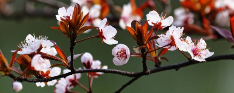 樱花是什么味道（樱花是什么味道简单缩写）