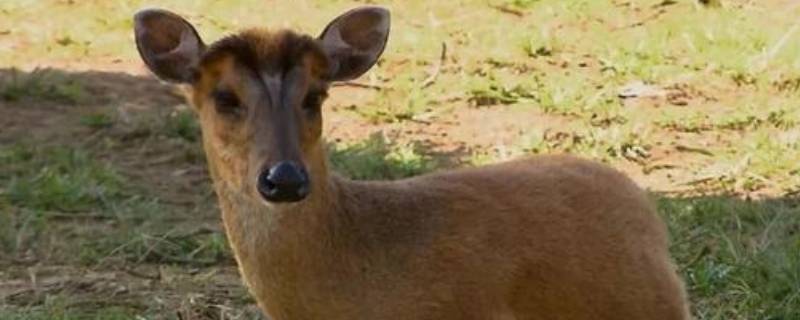 麂子是不是國家保護動物 麂子是國家三級還是二級保護動物