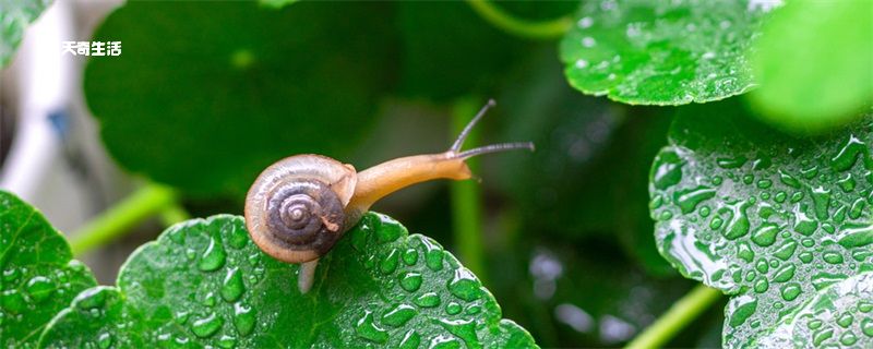 酸雨的主要成分是什么