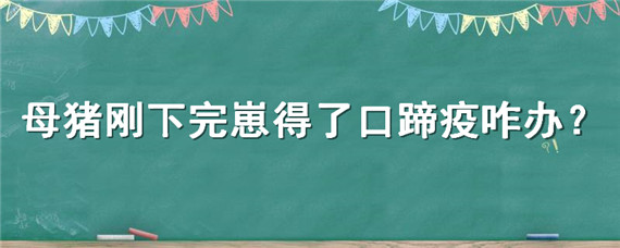 母猪刚下完崽得了口蹄疫咋办（母猪快生产了得了口蹄疫）