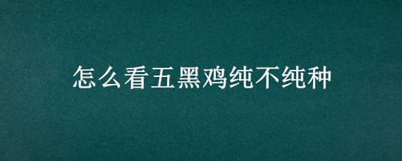 怎么看五黑雞純不純種 五黑雞品種為什么都不純