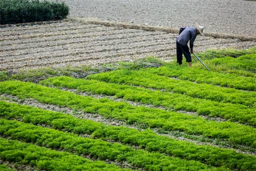 2022農(nóng)業(yè)保險財政補貼有多少（2022農(nóng)業(yè)保險財政補貼有多少元）