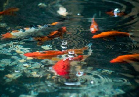 魚塘浮萍用什么藥清除不傷魚