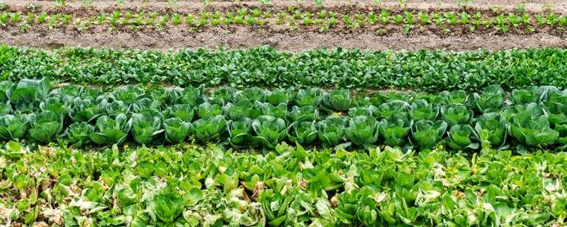 尿能当肥料浇菜吗（尿能种菜当肥料吗）