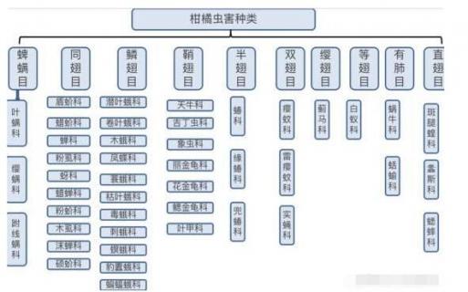 柑橘病虫害图片及防治