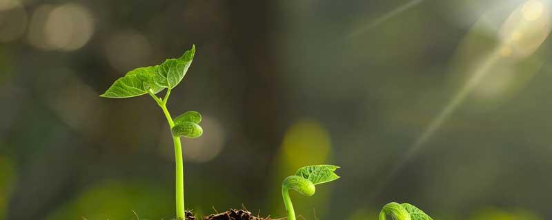 植物是怎样吸收污染物的（植物是怎样吸收污染物的）