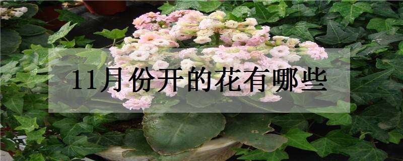 11月份開的花