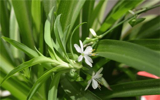 水培植物怎么养