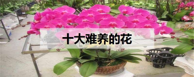 十大難養(yǎng)的花有哪些 十大難養(yǎng)的花有哪些品種