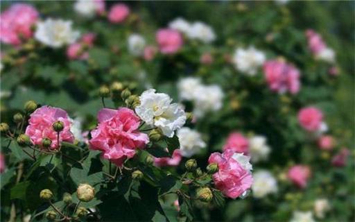 芙蓉花為什么開花蔫