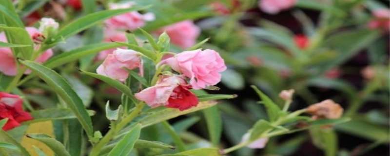 鳳仙花可以曬太陽嗎 鳳仙花能曬夏天的太陽嗎