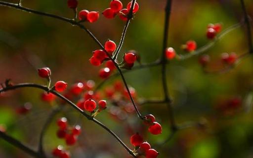 紅豆花的花語代表著什么