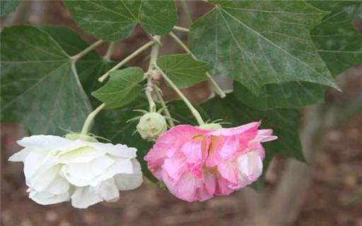 草芙蓉花怎么养（芙蓉草的作用与功效）