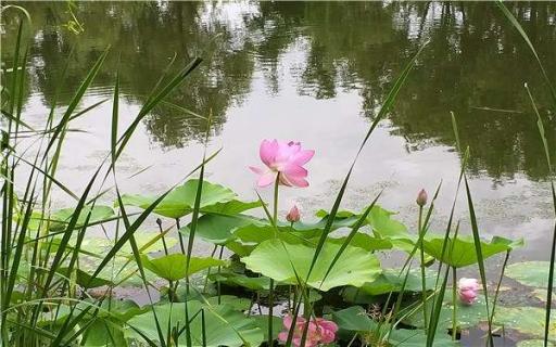 荷花種植方法和時間是什么（荷花在什么時候種植比較合適）