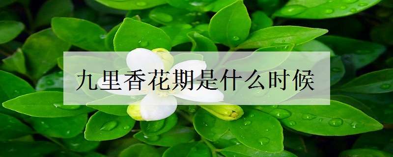 九里香花期是什么时候 九里香花什么时候什么季节开