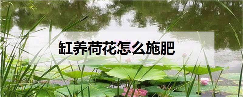 缸养荷花怎么施肥 缸养荷花怎么施肥最好