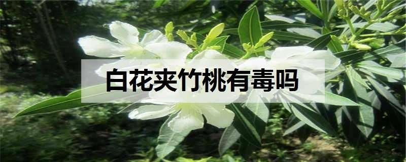 白花夾竹桃有毒嗎 