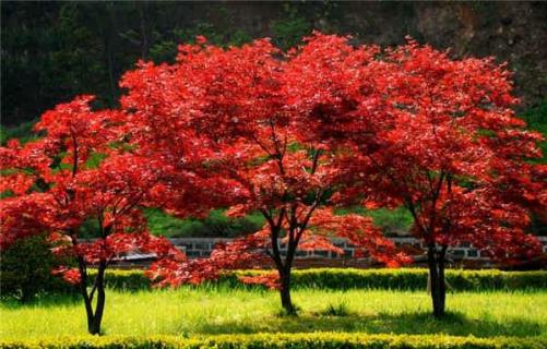 紅楓葉子干枯還能活嗎 紅楓葉子干枯還能活嗎圖片