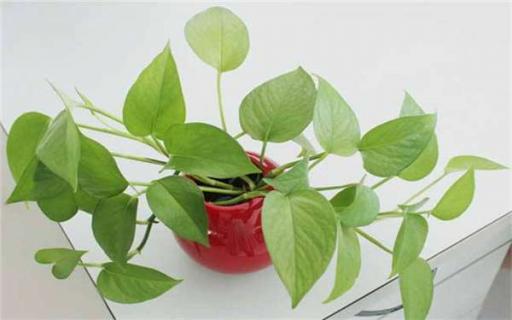 木本植物和草本植物的區(qū)別