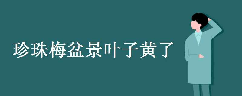 珍珠梅盆景叶子黄了怎么办 珍珠梅盆景叶子黄了是什么原因