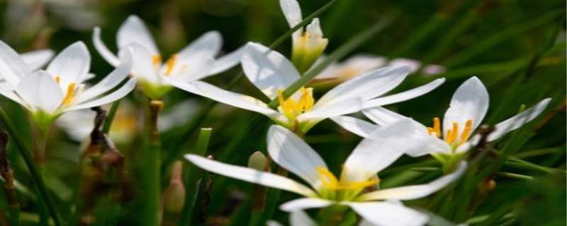 韭菜蓮一年開幾次花（韭蓮多久開花）