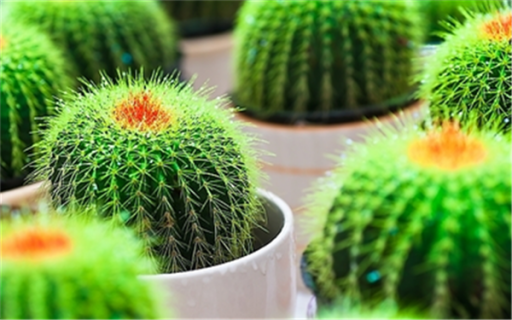 怎样无土栽培植物（怎样无土栽培植物使用水溶肥A肥B肥）