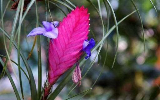 鐵蘭怎么養(yǎng)才開花 開花后要如何養(yǎng)護