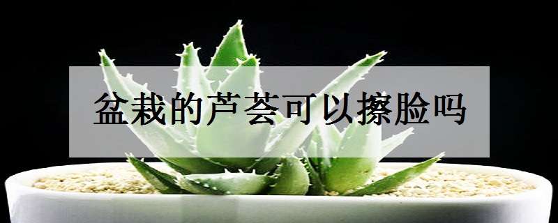 盆栽的芦荟可以擦脸吗