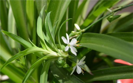 杭州市哪里有賣綠植的 杭州哪里買綠植