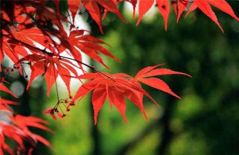 紅楓可以種在庭院里嗎 紅楓可以種在庭院里嗎視頻