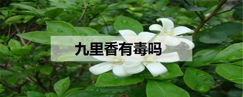 九里香有毒吗 植物九里香有毒吗