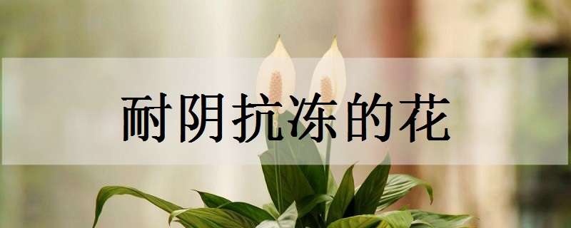 耐陰抗凍的花有哪些（耐陰抗凍的花有哪些名字）