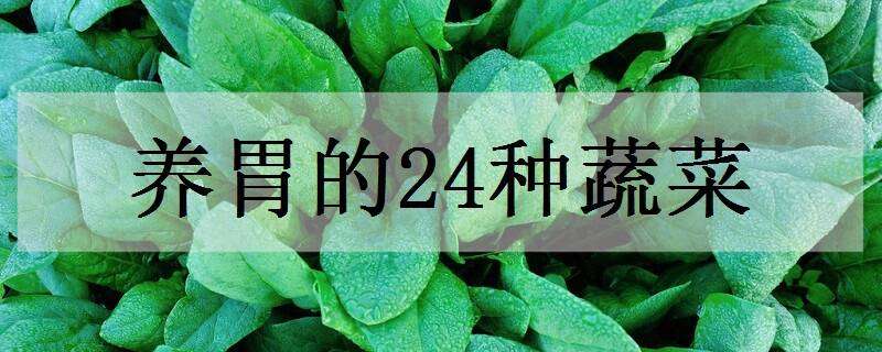 养胃的24种蔬菜 养胃的24种蔬菜,调理肠胃的最佳蔬菜