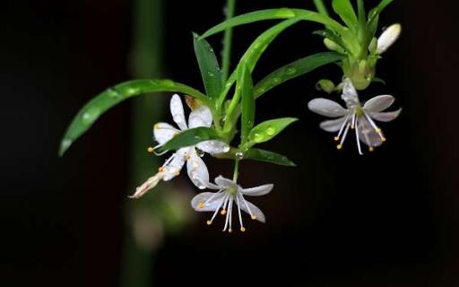 室内适合养的18种植物（室内适合养的18种植物英文）