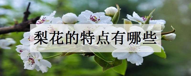 梨花的特點(diǎn)（梨花的特點(diǎn)和品質(zhì)）