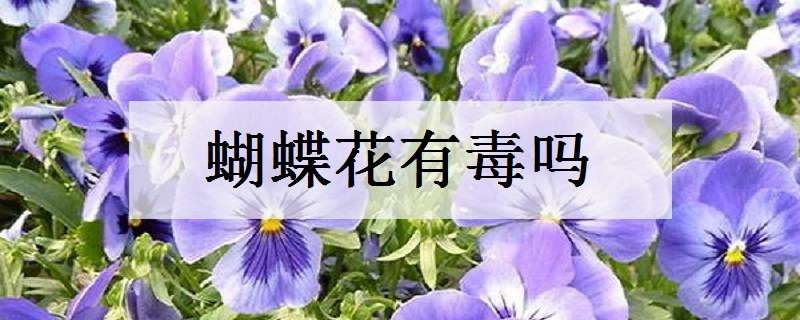 蝴蝶花有毒吗