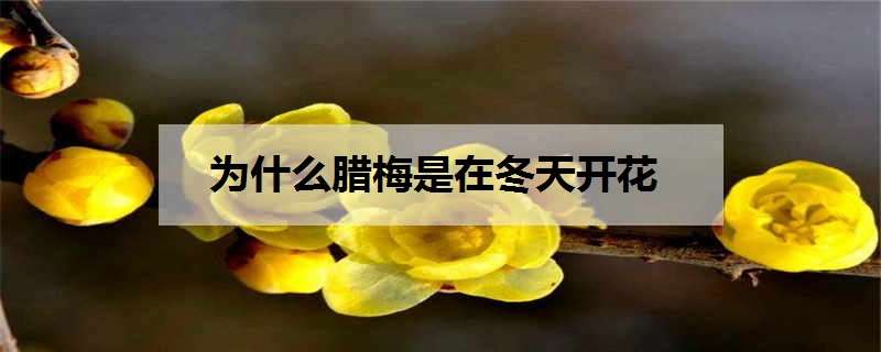 为什么腊梅是在冬天开花（为什么腊梅是在冬天开花的）