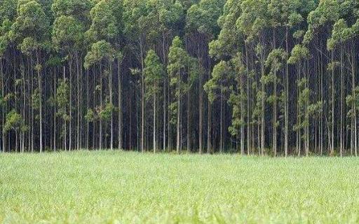 什么树长得快又值钱 种什么树前景好