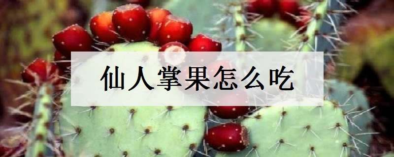 仙人掌果怎么吃 仙人掌果怎么吃營養(yǎng)