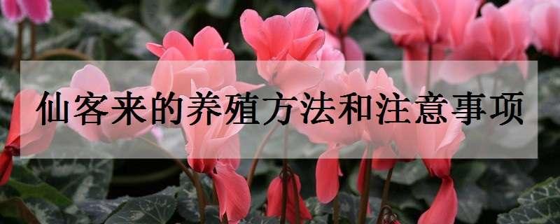 仙客来的养殖方法和注意事项 仙客来的养殖方法和注意事项及花期