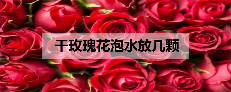 干玫瑰花泡水放几颗（干玫瑰花泡水喝的9大禁忌）