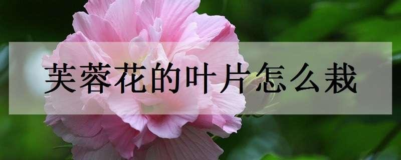 芙蓉花的叶片怎么栽 芙蓉花的叶片怎么栽视频