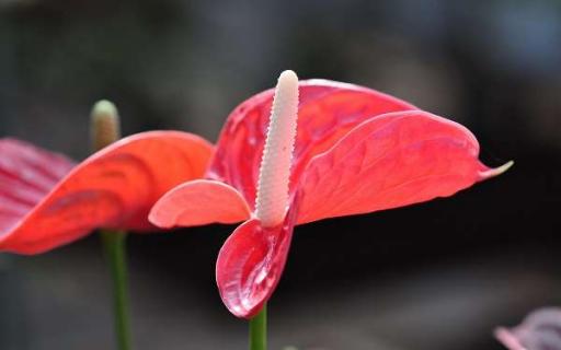 適合家里養(yǎng)的花有哪些（客廳最旺三種花）