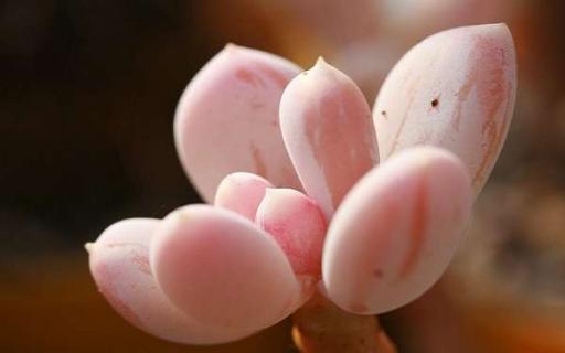 桃蛋夏天为什么必死 彩虹糖多肉夏天必死