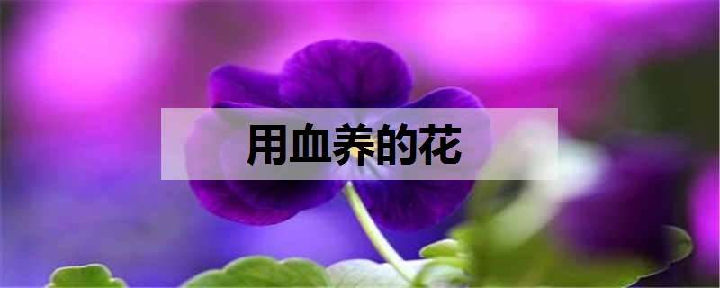 用血養(yǎng)的花（用血養(yǎng)的花叫什么）