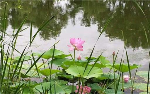 农村旧水缸养荷花的方法（农村大水缸种荷花）