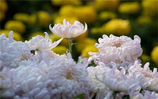 菊花修剪在几月份 菊花啥时候修剪