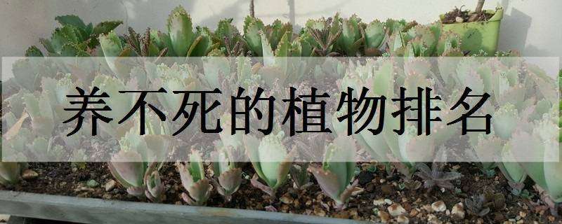 养不死的植物排名 养不死的植物排名 排名第一竟然是它